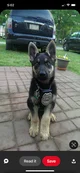 police dog