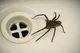 big fat spider