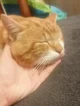 Un chat