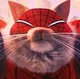 Spider-Cat