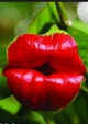 Giant kiss flower