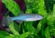 Zebra Danio