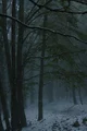 Snowy woods