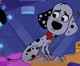 Dylan Dalmatian