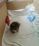 Stray Kitten