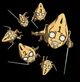 Six bullets