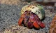 Hermit Crab RPG