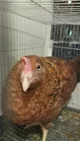 Sugar the chicken