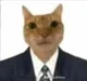 Your cat lawyer