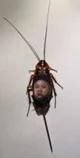 Kim jong un vs roach