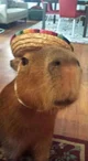 Capybara