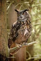 Luther the eagle owl