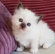 Birman Kitten