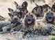 African wildogs