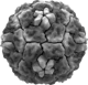 Rhinovirus