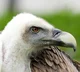 A vulture