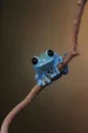 Blue frog