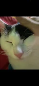 Albie
