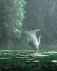 dragon in the forest