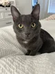 Kitty kat