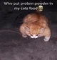 buff orange cat