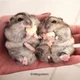 Chubby hamsters