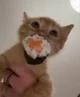 Cat stealing sushi