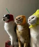 Fruit cats
