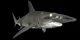 Depth Hammerhead