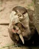 otter mom