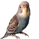 baby beeki birb