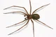 Recluse Spider