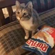 ruffles cat