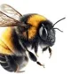 Bumblebee