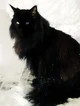 Alpha cat