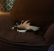Buddy