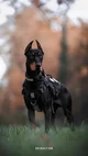 Doberman