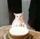 Birthday Cat