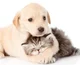 Kitten and dog