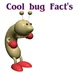 Cool bug Facts