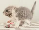 Playful kitten