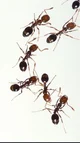 Ants