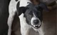 Loose dog