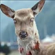 Deer Virus 2024