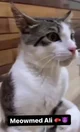 MEOWED ALI