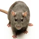 Parasitic Rats