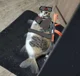 gunner fish cat