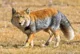 Tibetan fox