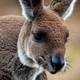 Talking Kangaroo