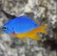 Damselfish